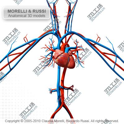 images/goods_img/202104092/CIRCULATORY SYSTEM MR/3.jpg